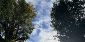 青空と光の中に伸びる木々