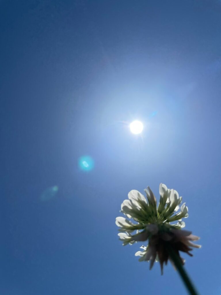 心理カウンセリングの未来を象徴する、太陽に向かって咲く白い花と青空の写真